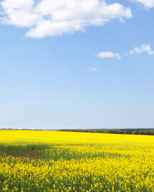 Fond rétrospectives été