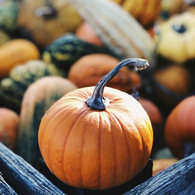 couverture-article-automne