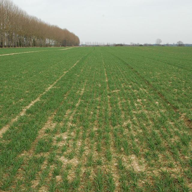 céréale d'hiver - Comité régional PHYTO