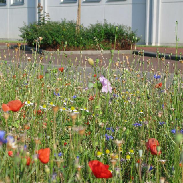 couverture-printemps