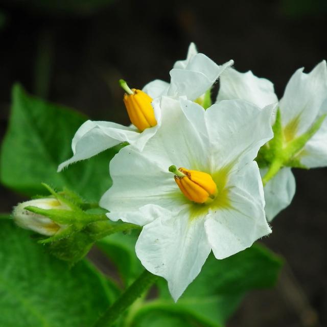 Pomme de terre en fleurs