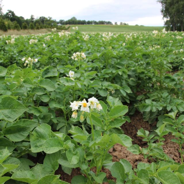 Pomme de terre en fleurs